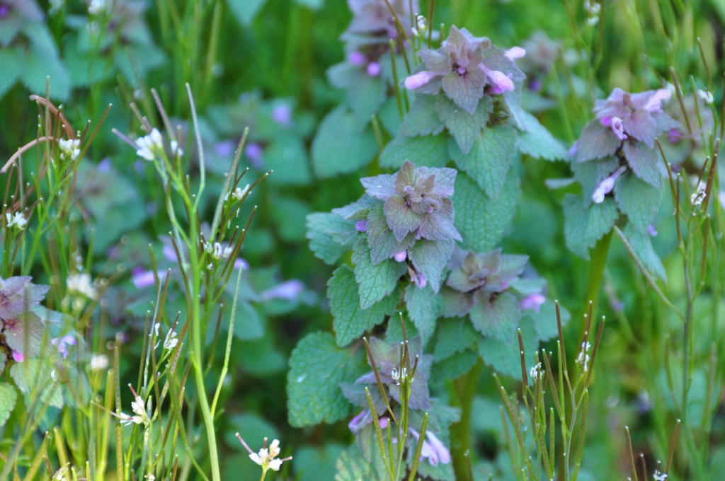 Foraging and Using Purple Dead&nbsp;Nettle