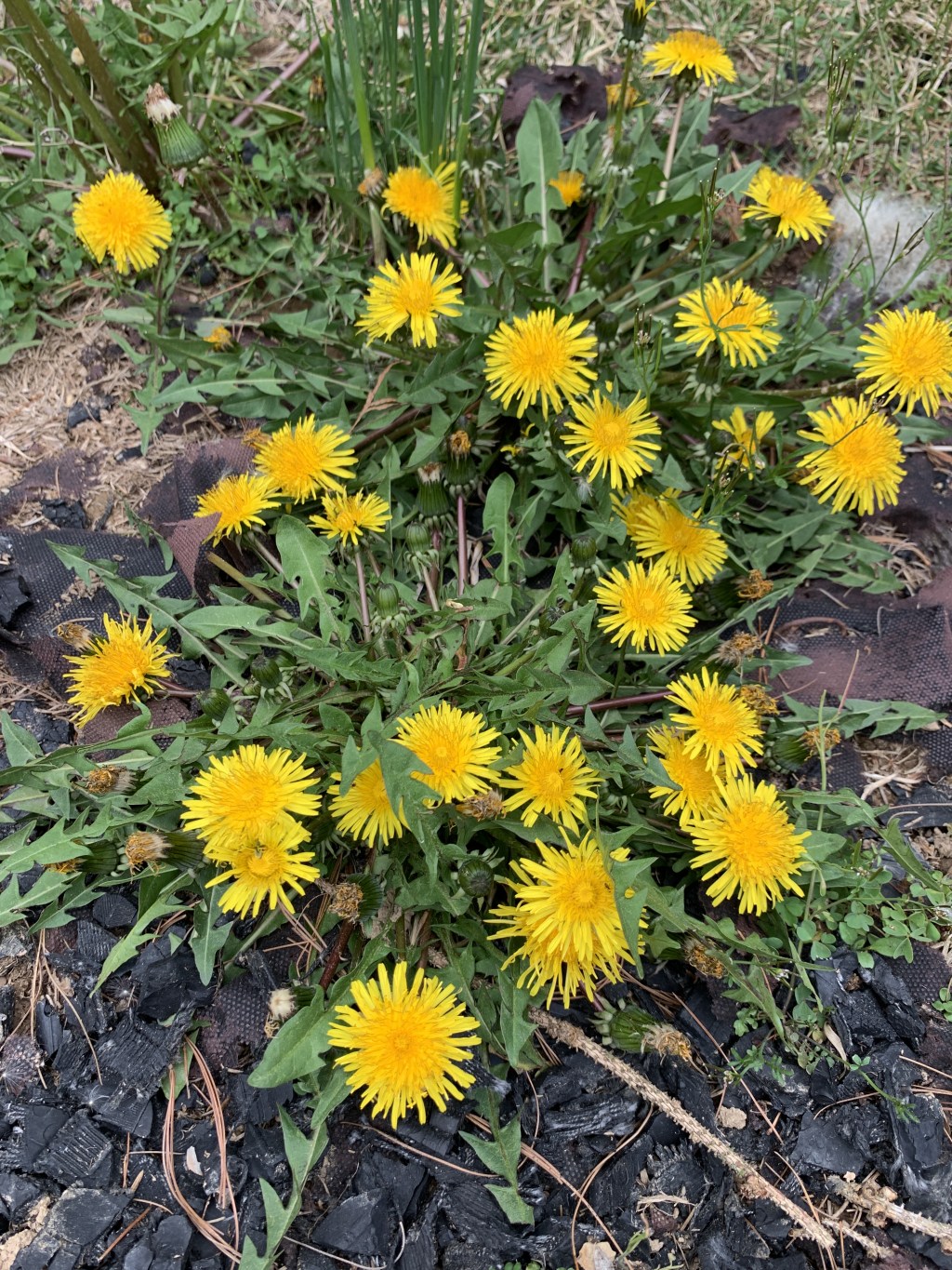 Dandelion Days: Harvest Time in Your Own&nbsp;Backyard!