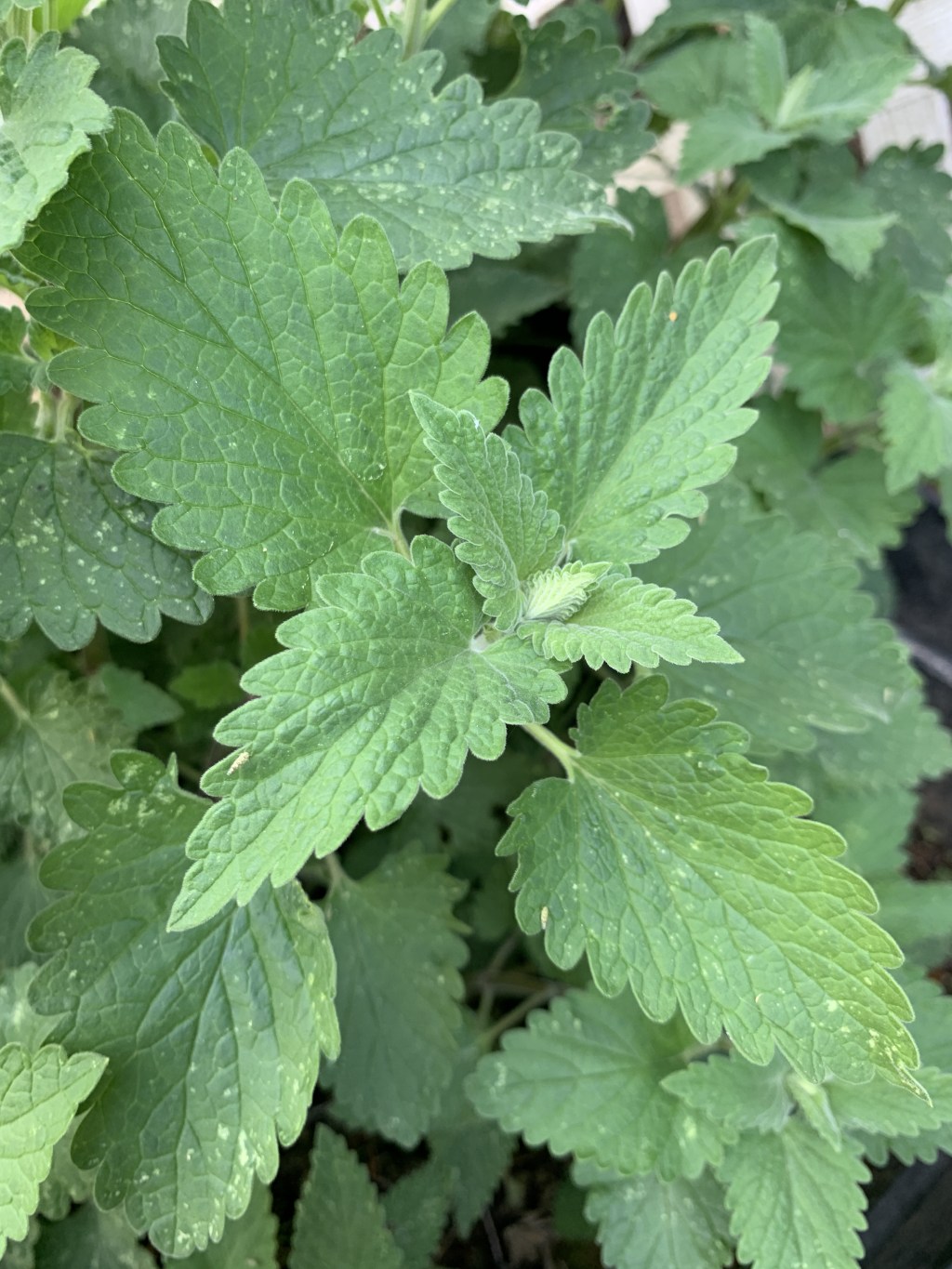 Catnip in the Backyard: From Feline Frenzy to Human&nbsp;Relief