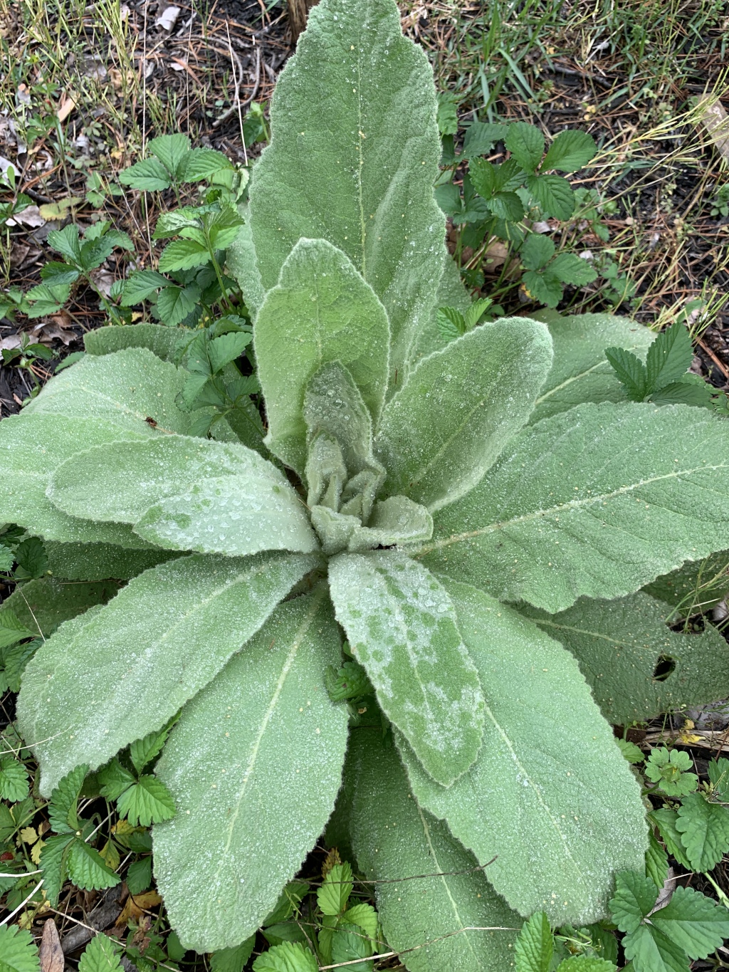 From Seed to Sip: Harvesting Mullein Leaves in Our&nbsp;Orchard