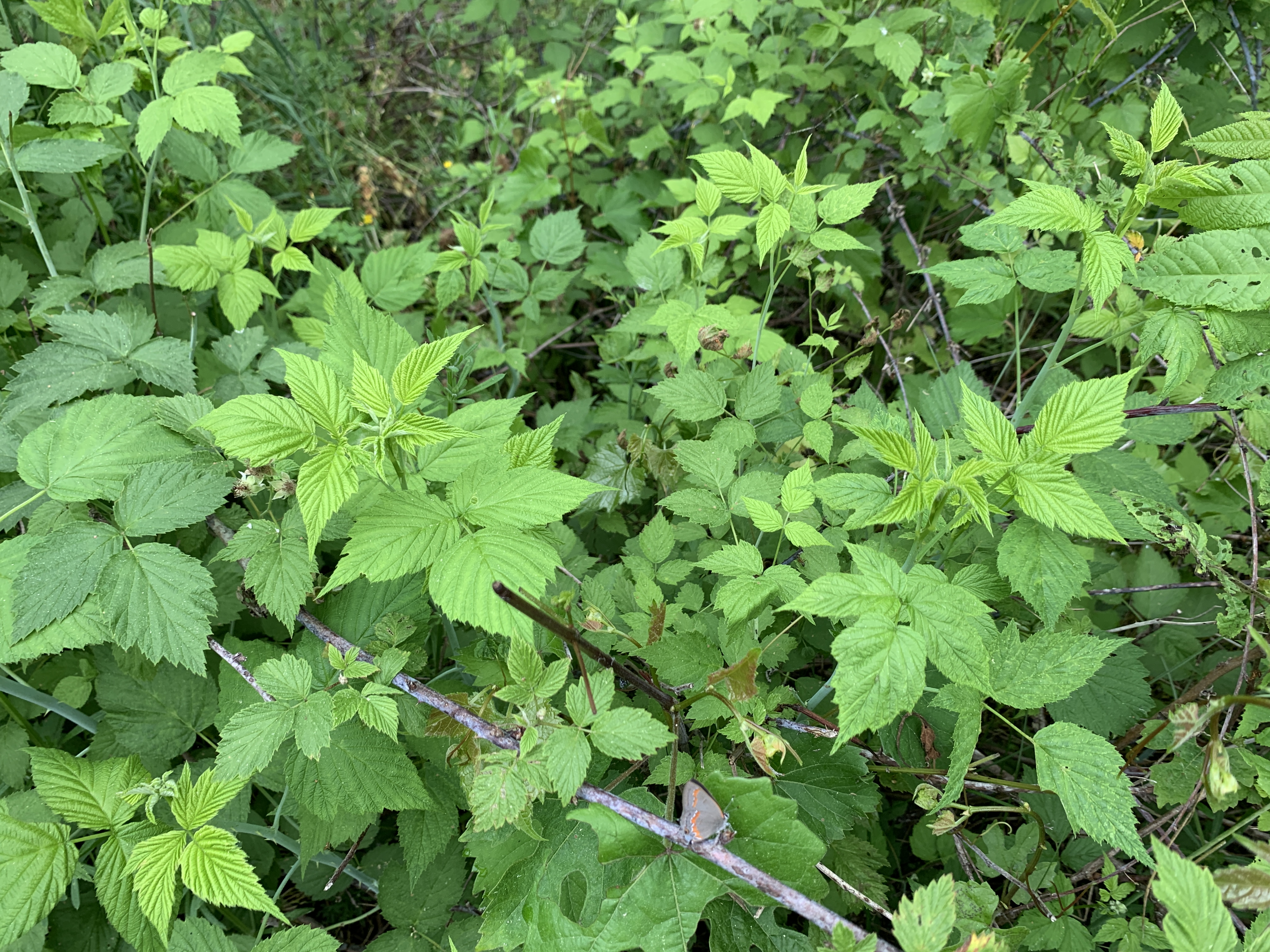 From Forest to Cup: The Magic of Wild Black Raspberry Leaf Tea – RJ ...