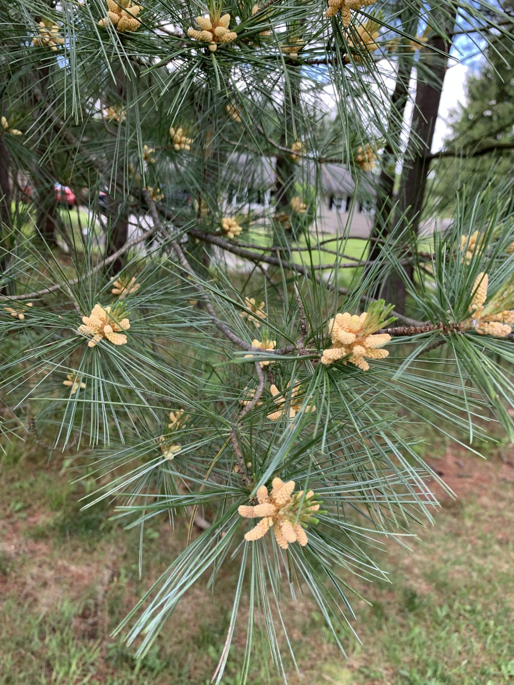 The Golden Bounty: Harvesting and Using Pine&nbsp;Pollen