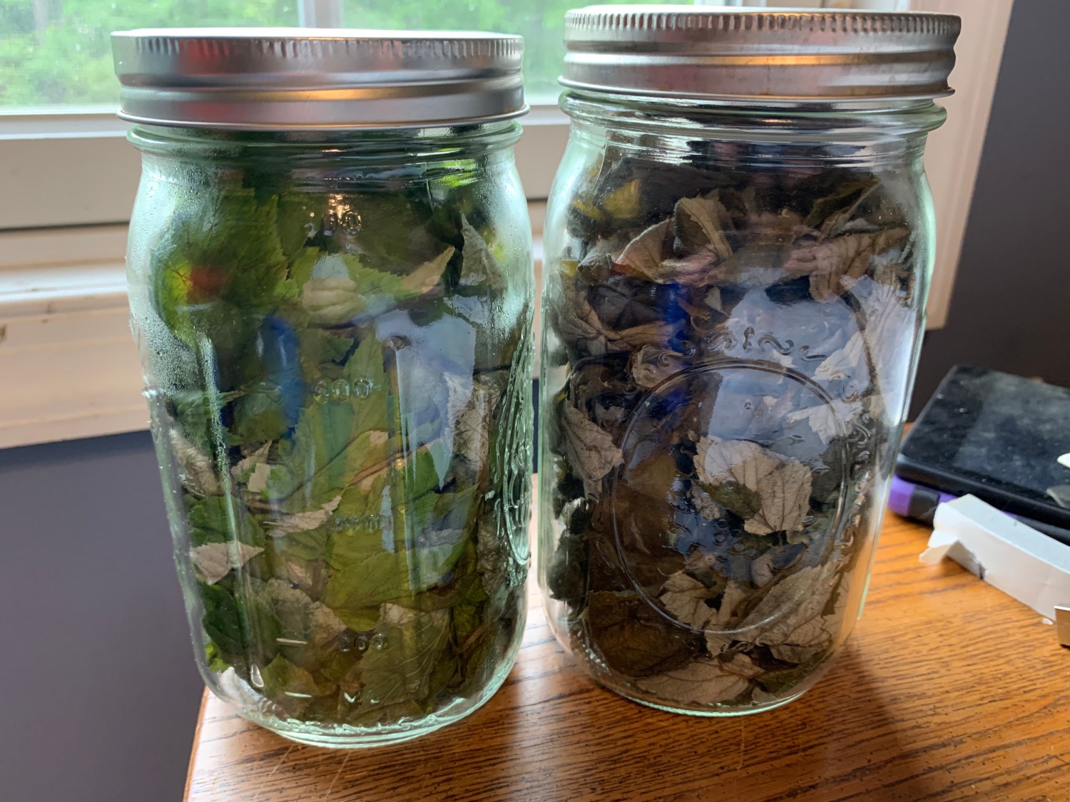 From Forest to Cup: The Magic of Wild Black Raspberry Leaf Tea – RJ ...
