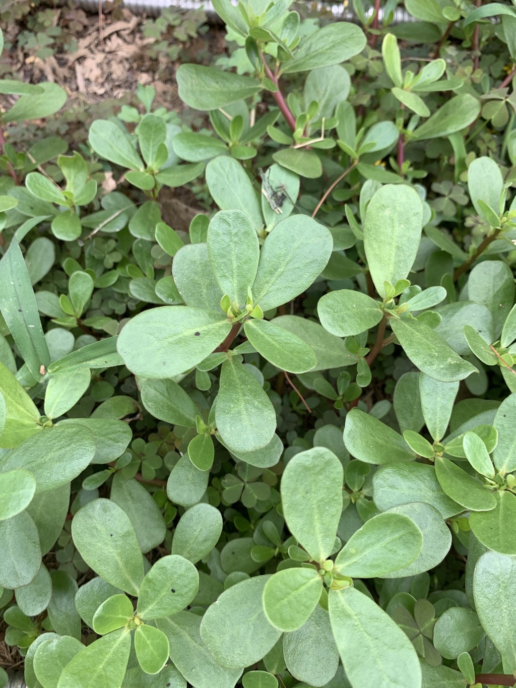 From Seed to Supper: The Purslane Patch That Keeps on&nbsp;Giving