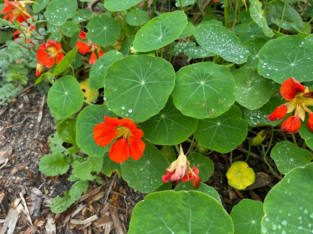 From Garden to Medicine Cabinet: Growing Nasturtiums for a Natural Antibiotic&nbsp;Tincture
