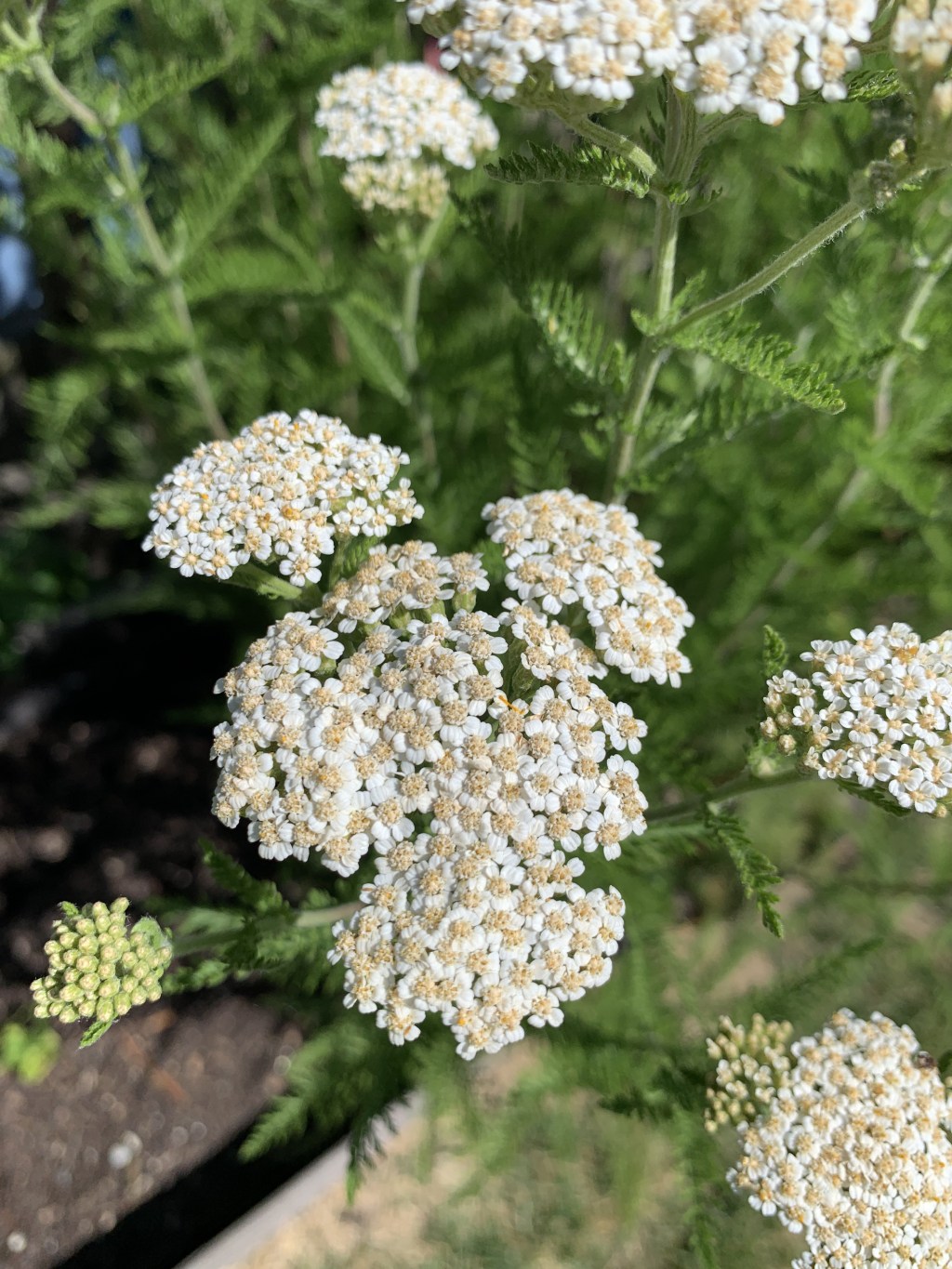Yarrow: A Trifecta of Treasure in Our&nbsp;Garden