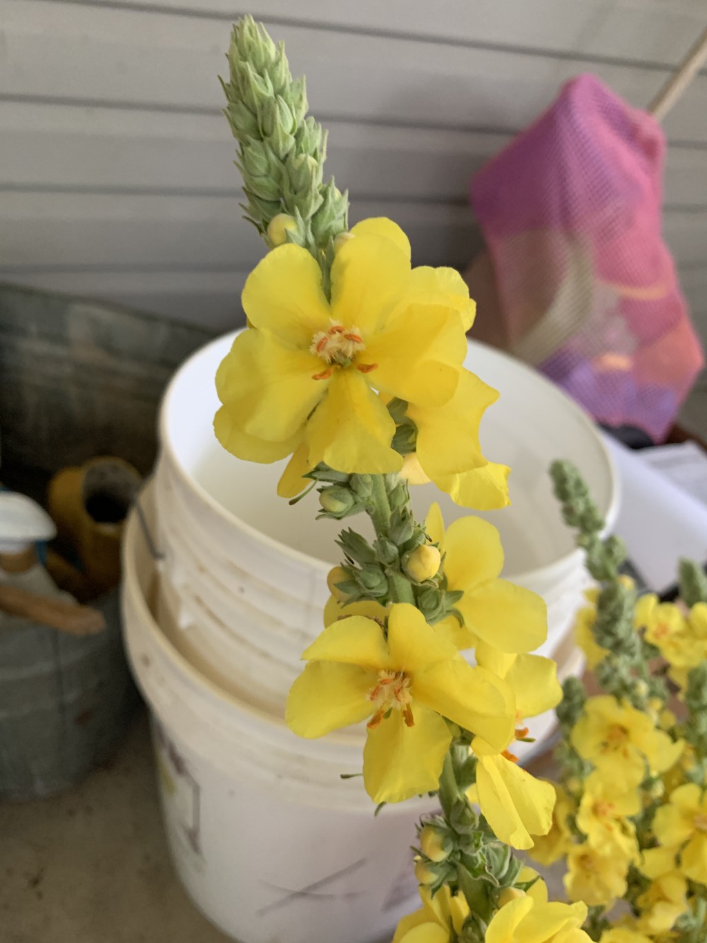 Mullein Magic: Our DIY Cough Syrup&nbsp;Adventure