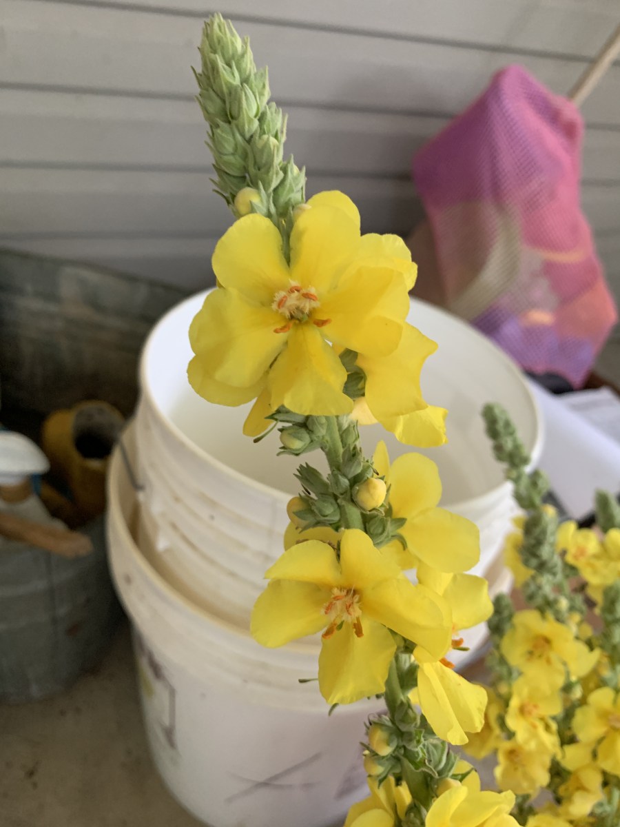 Mullein Magic: Our DIY Cough Syrup Adventure – RJ Homestead