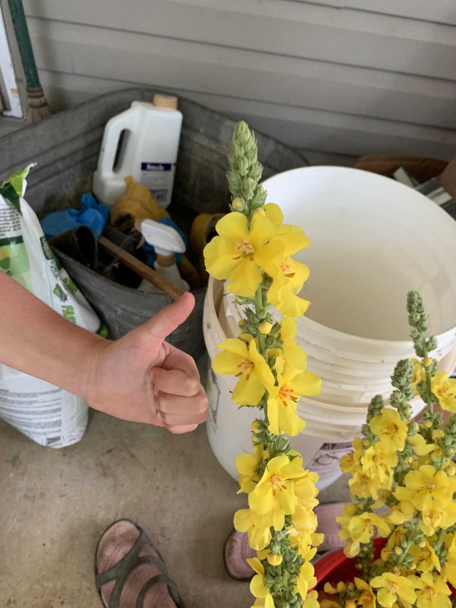 Mullein Magic: Our DIY Cough Syrup Adventure – RJ Homestead