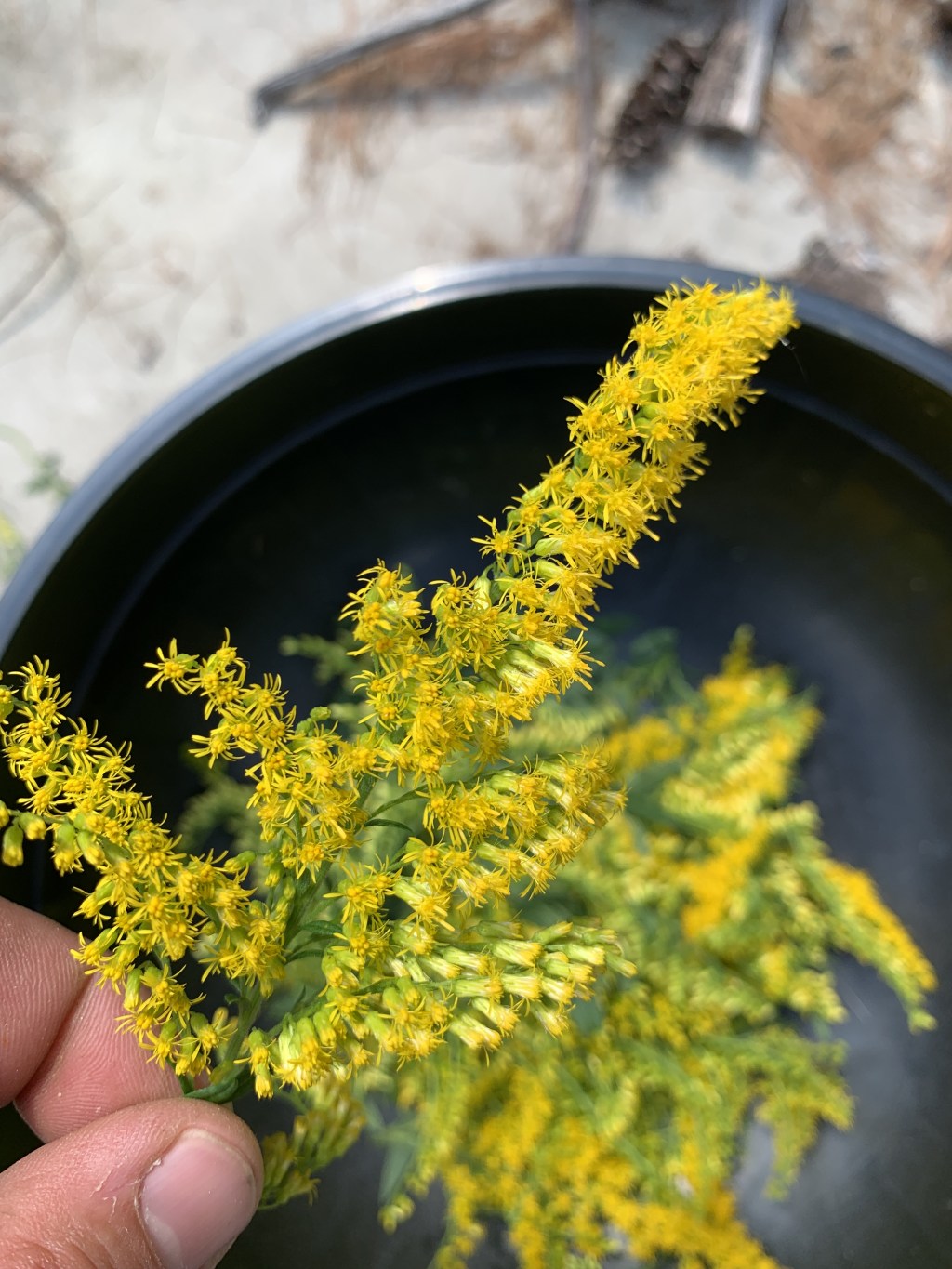 The Golden Time to Harvest&nbsp;Goldenrod