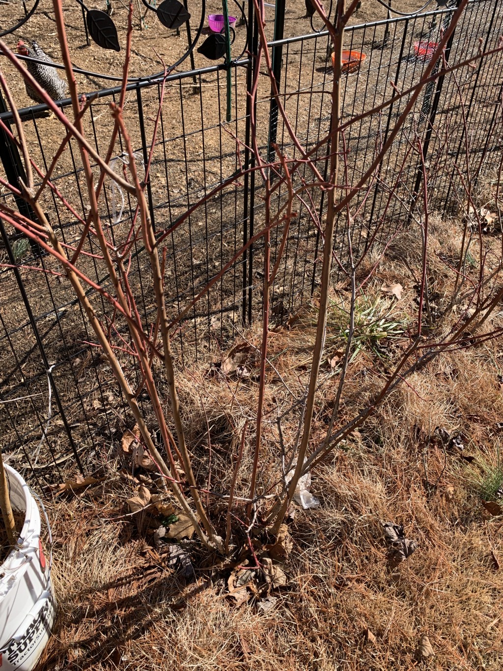 Propagating Blueberries: Our First Attempt with Hardwood&nbsp;Cuttings