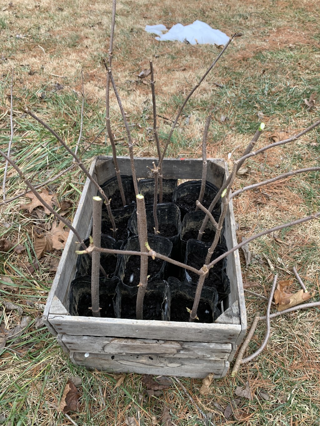 Propagating Elderberries: Turning Pruned Canes into Future&nbsp;Bushes