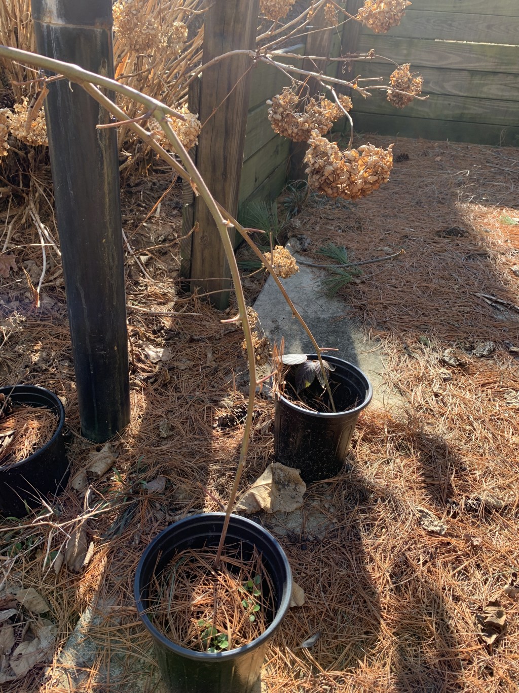 Propagating Blackberries and Raspberries: Tip Layering for Easy&nbsp;Success