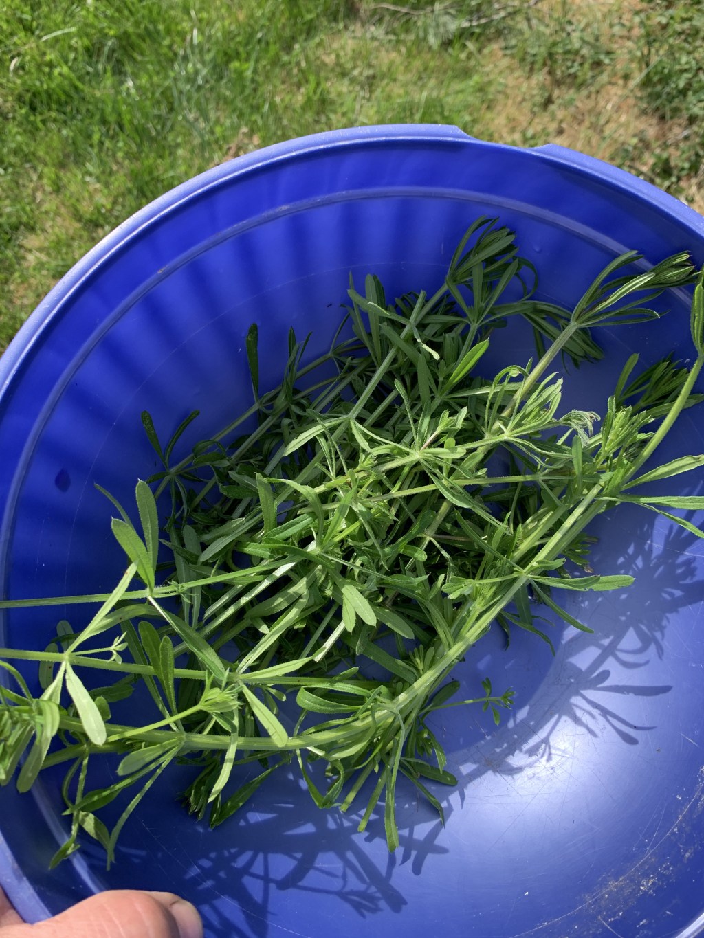 Cleavers Season: Harvesting, History, and Our Daily Spring&nbsp;Tonic