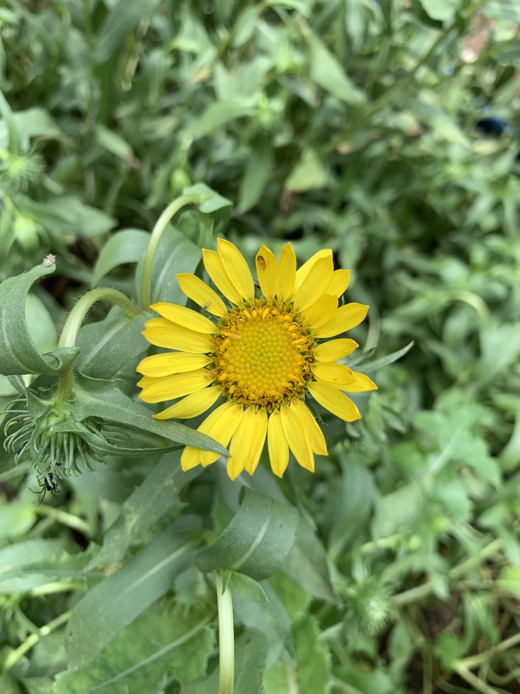 Discovering Curlycup Gumweed: A New Star in Our Medicinal&nbsp;Garden