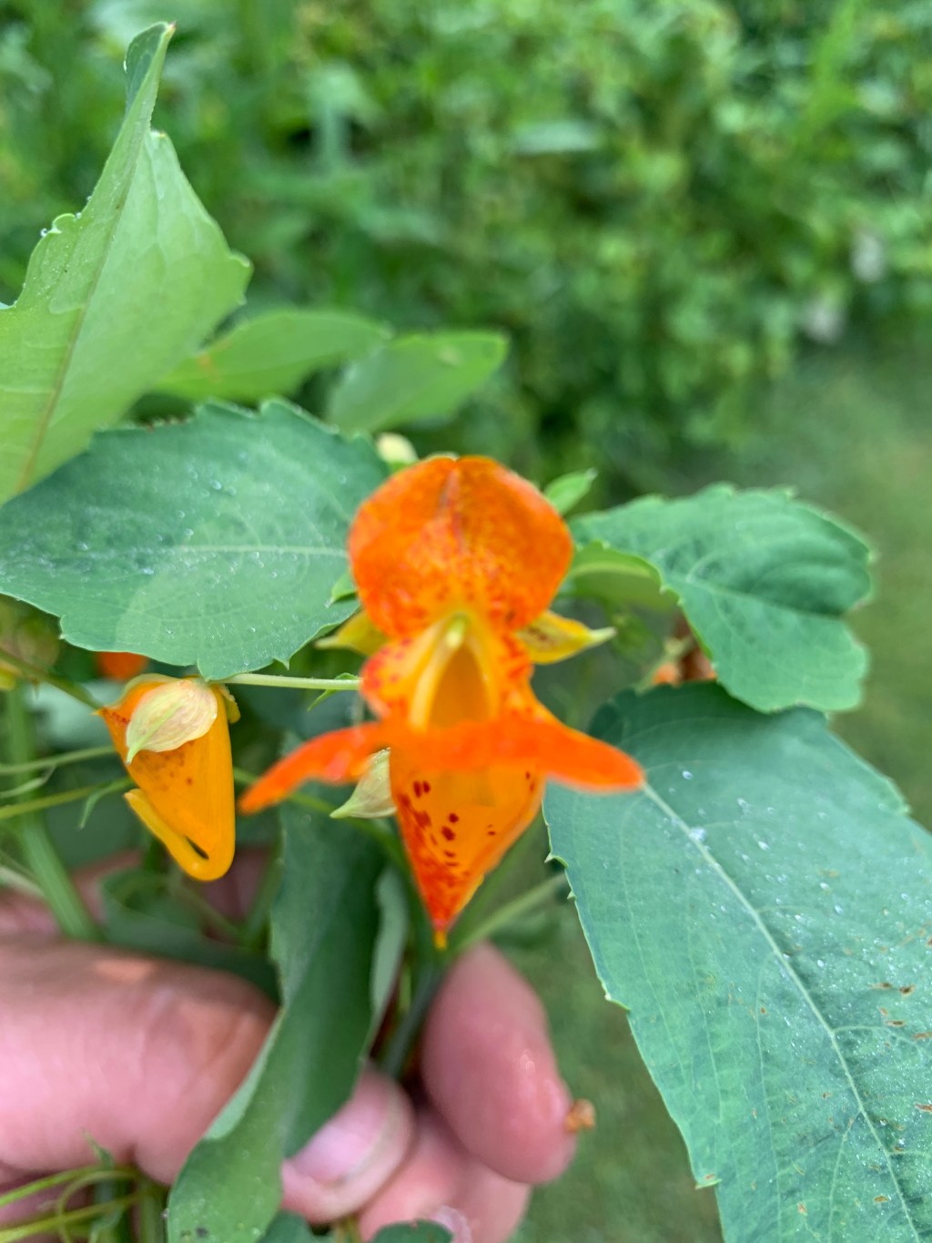 Nature’s Remedy for Poison Ivy: Making Jewelweed-Infused Oil