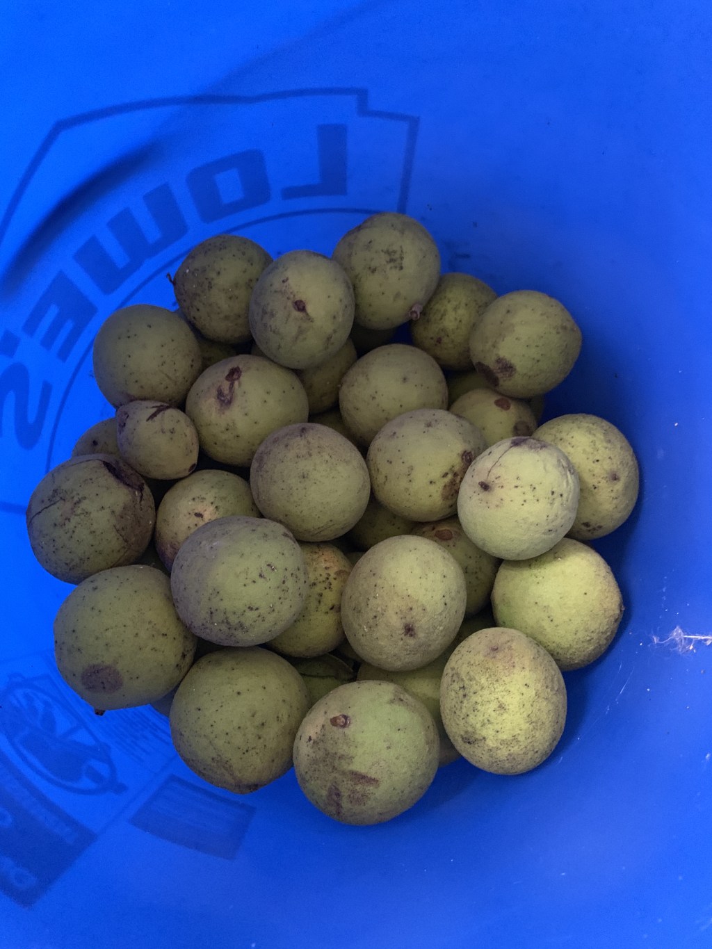 An Unexpected Harvest: Making Black Walnut Tincture After the&nbsp;Storm