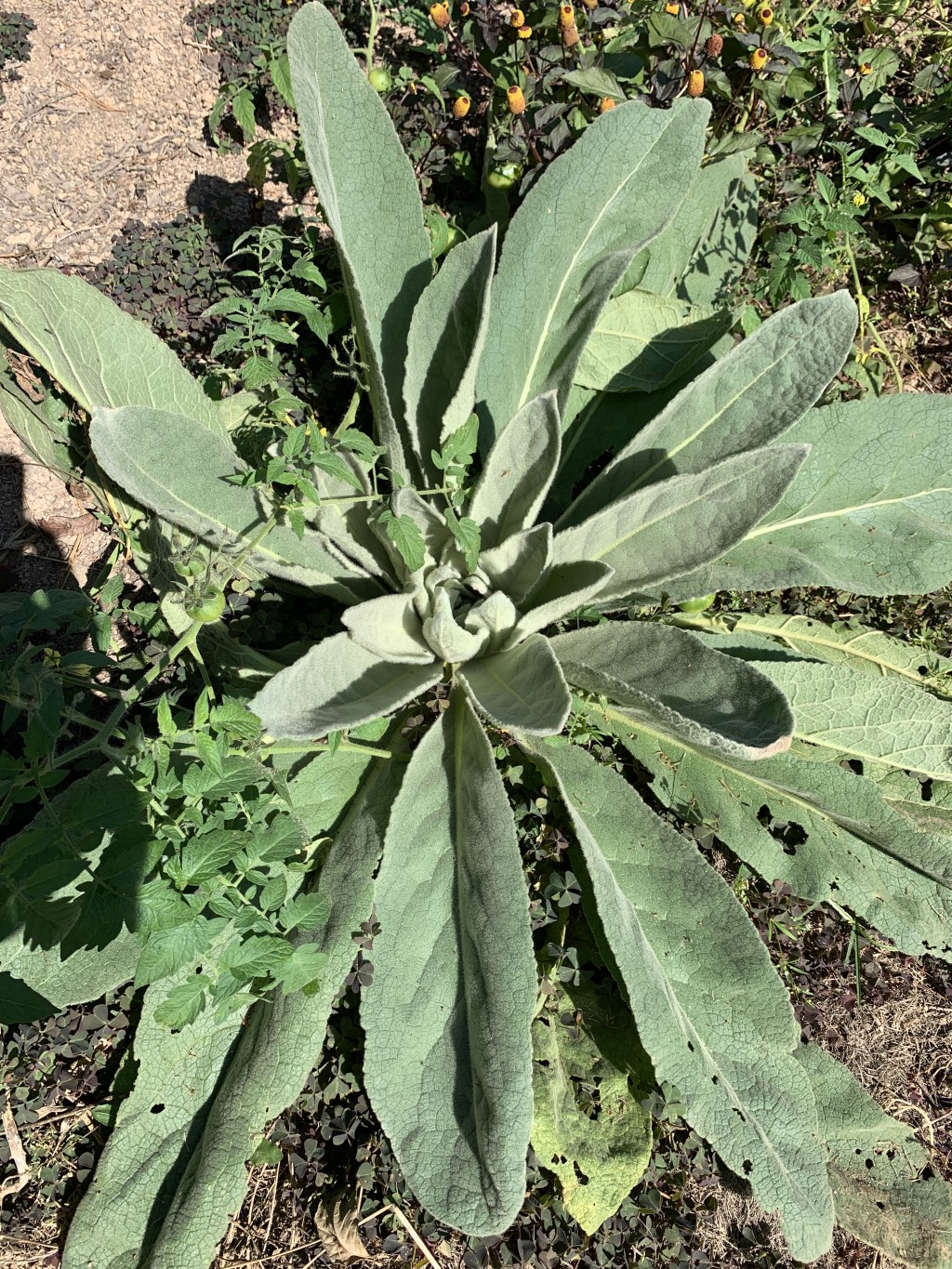 From Garden Volunteers to Medicine: Making Mullein Root&nbsp;Tincture