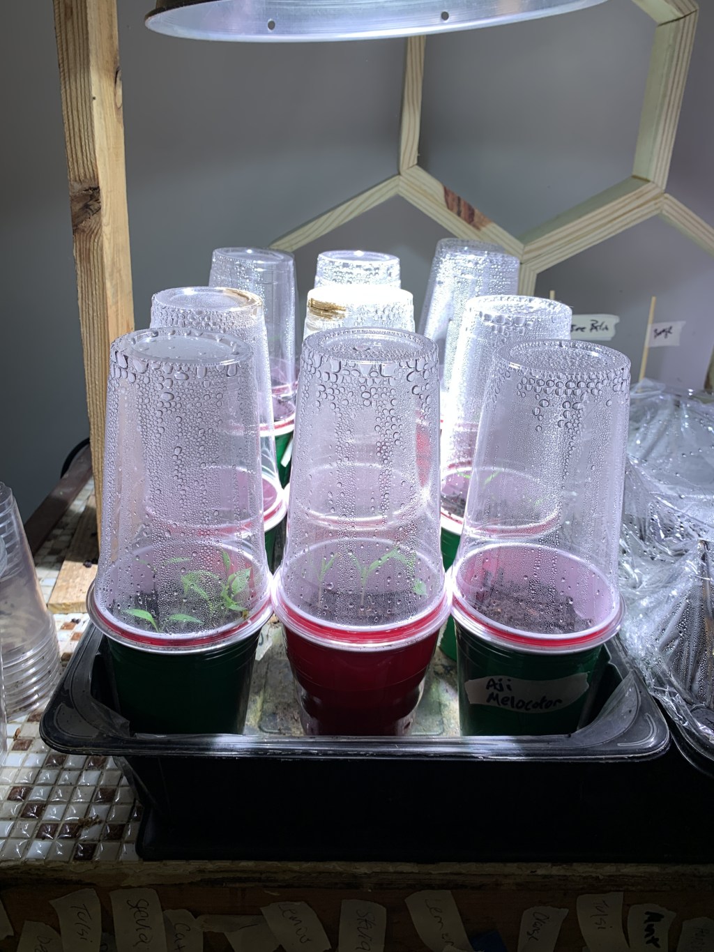 Homestead Update: The Great Indoor Jungle (Seed Starting & Repotting!)