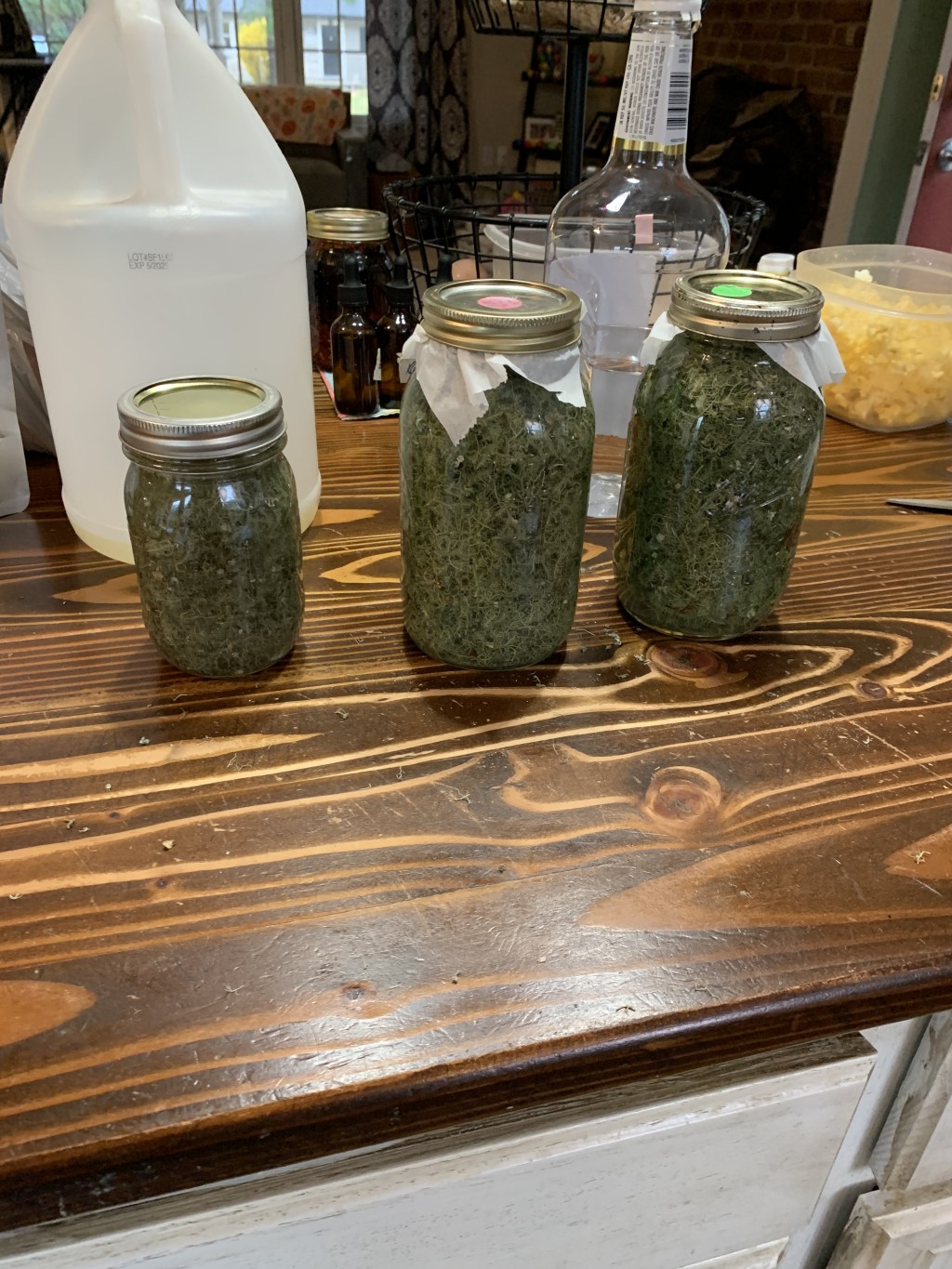 Making Usnea Tincture & Infused Oil!