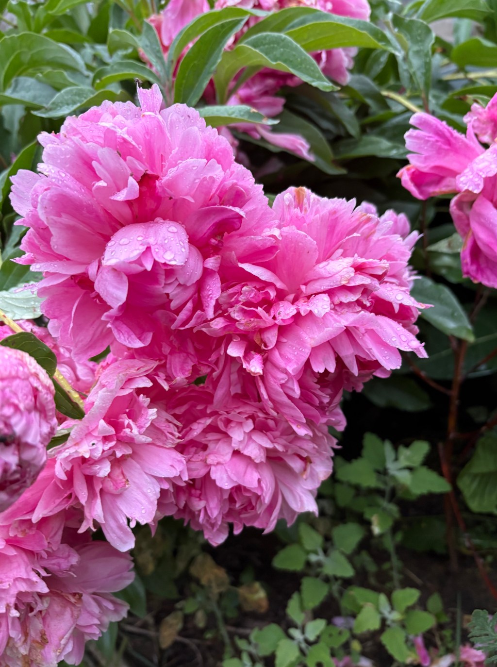 Growing, Harvesting, and Making Peony Jelly
