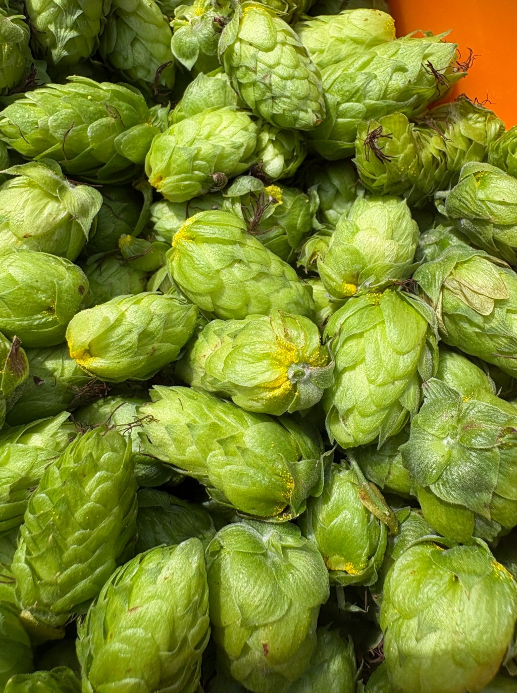 Beyond the Brew Kettle: Growing and Using Hops in the Home&nbsp;Apothecary
